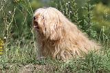 BICHON HAVANAIS 012